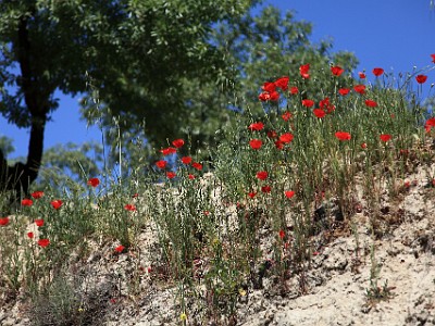 IMG 0516