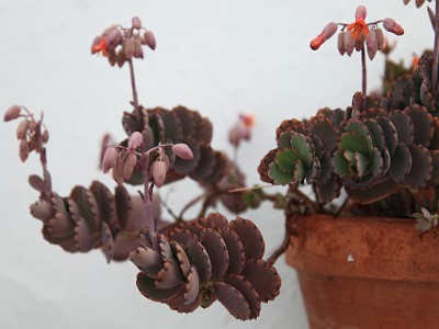 IMG 0635