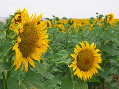 P000287