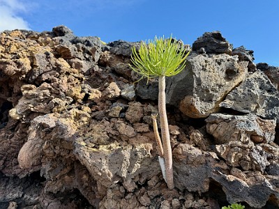 P00107