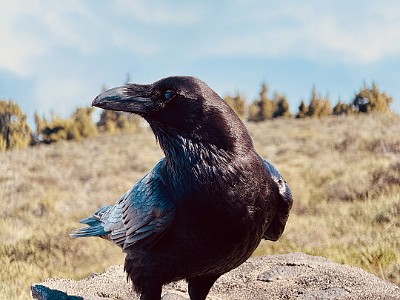 P00156