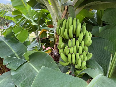 P00093