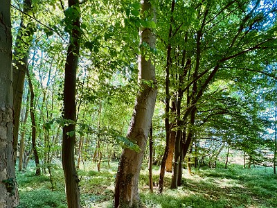 P000375