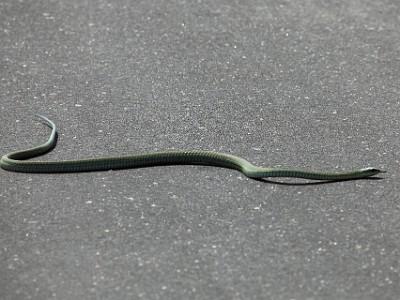 IMG 9268